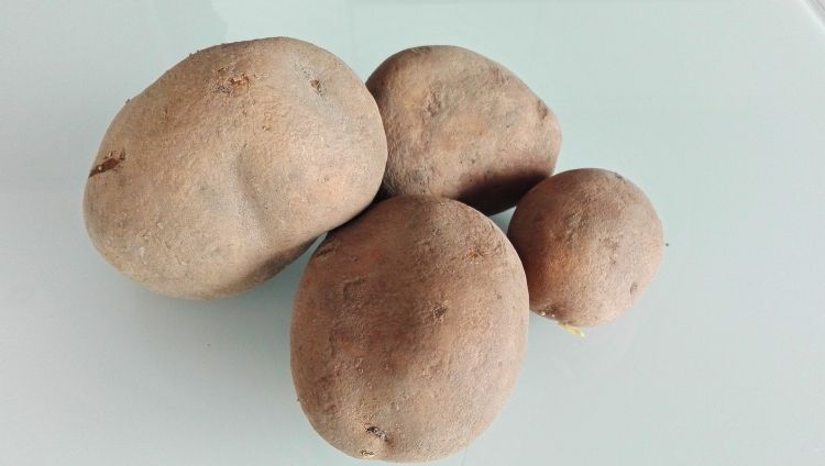 Bulwa ziemniaka