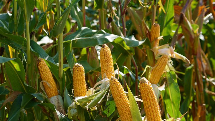 Prawidlowa agrotechnika kukurydzy