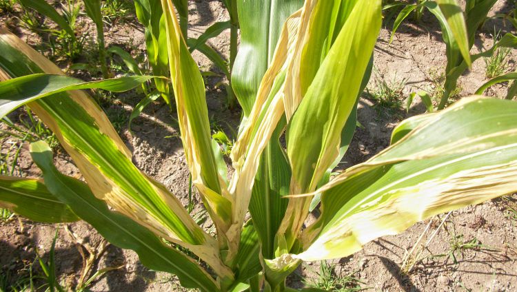 Zaburzenia funkcji życiowych w kukurydzy