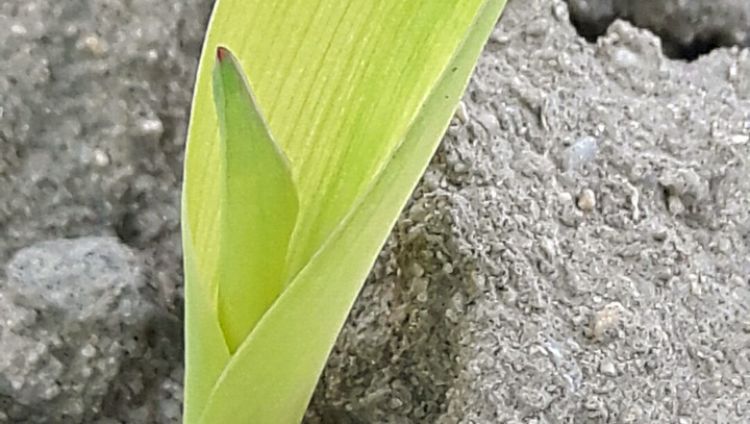 Objawy niedoboru cynku na siewce kukurydzy