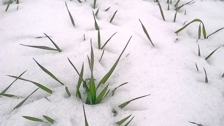 Okrywa śnieżna w pszenicy ozimej