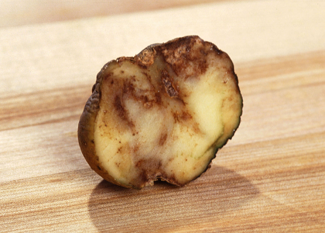 Objawy zarazy ziemniaka na bulwie