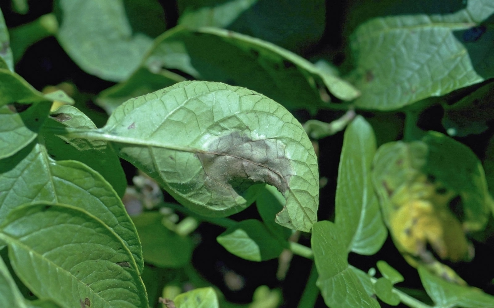 Objawy zarazy ziemniaka na liściach