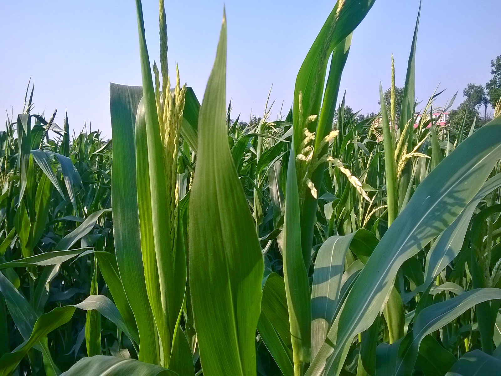 Faza wiechowania kukurydzy